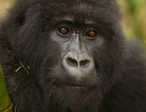 Gorillas, hardship and luxury in Rwanda