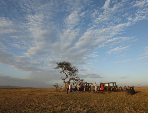 On safari in the Coronavirus era